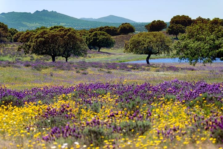 Nice weather, blooming landscapes Spain